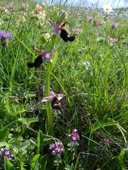 Ophrys bertolonii bertolonii