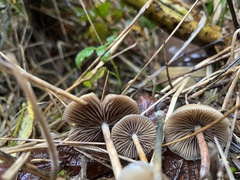 Psilocybe azurescens