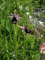 Ophrys bertolonii bertolonii