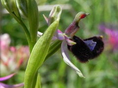 Ophrys bertolonii bertolonii