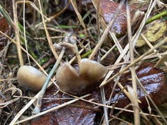 Psilocybe azurescens