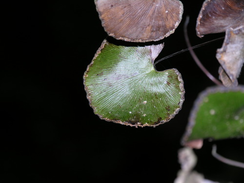 Adiantum reniforme image