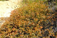 Erica leptopus