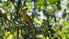 Pachyramphus viridis