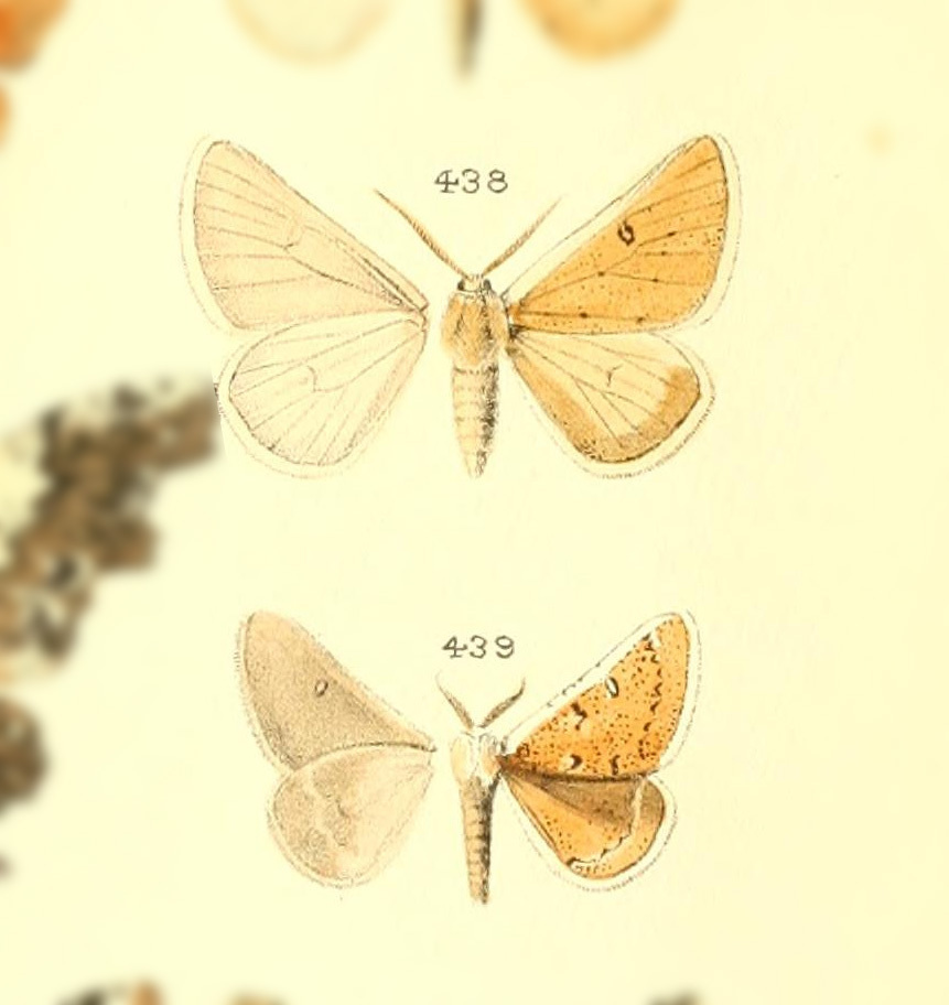 Dyscia nobilaria