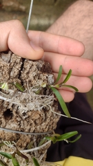 Scaphyglottis prolifera