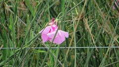 Rhabdadenia ragonesei