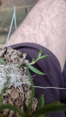 Scaphyglottis prolifera