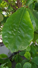 Terminalia