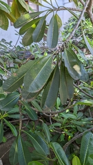 Terminalia