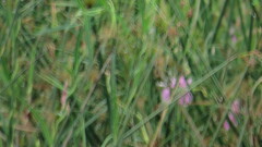 Rhabdadenia ragonesei