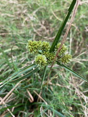 Cyperus entrerianus