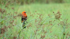 Amblyramphus holosericeus