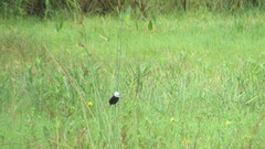 Arundinicola leucocephala