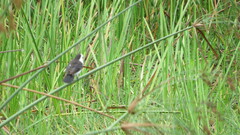 Fluvicola albiventer