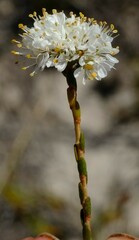 Agathosma alpina