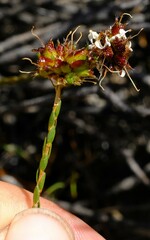 Agathosma alpina