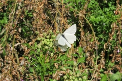 Tatochila