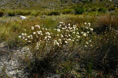 Agathosma alpina