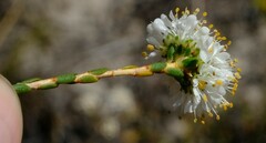 Agathosma alpina