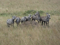 Equus quagga borensis