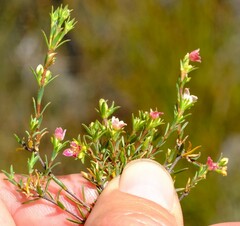 Lachnaea gracilis