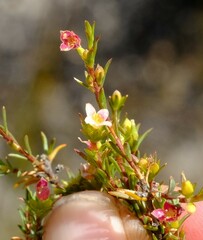 Lachnaea gracilis