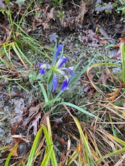 Iris brevicaulis