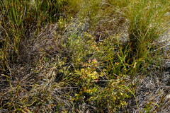 Lachnaea gracilis