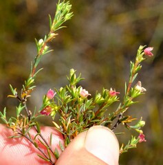 Lachnaea gracilis