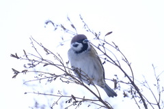 Passer montanus