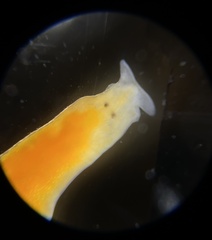 Vorticeros praedatorium