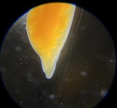 Vorticeros praedatorium