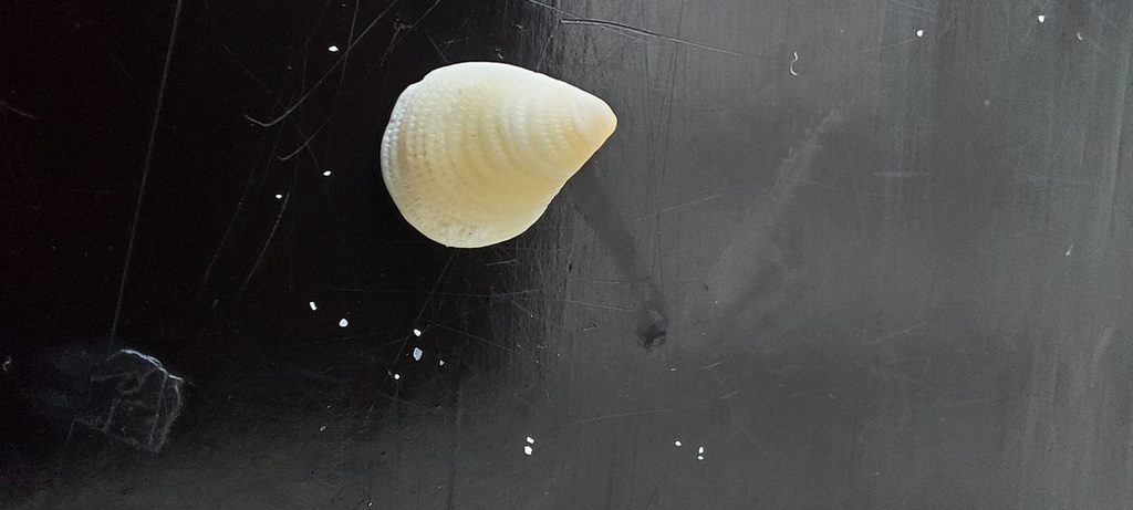 Orange Hoofsnail