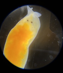 Vorticeros praedatorium