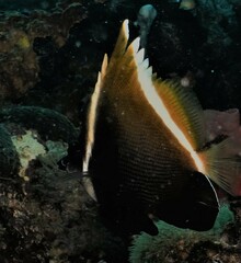 Heniochus varius