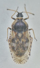Dictyla echii