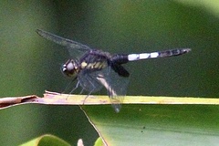 Erythrodiplax unimaculata