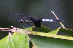 Erythrodiplax unimaculata