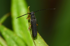 Oberea flavipes
