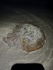 Chrysaora fuscescens