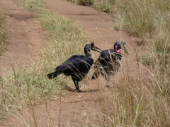 Bucorvus abyssinicus