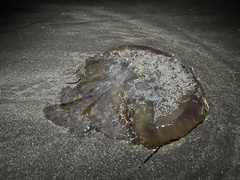 Chrysaora fuscescens