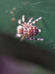 Thorelliola ensifera