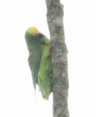 Brotogeris sanctithomae