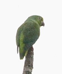 Brotogeris sanctithomae