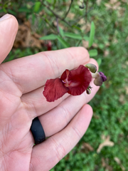 Macroptilium lathyroides