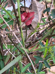 Macroptilium lathyroides