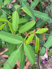 Macroptilium lathyroides