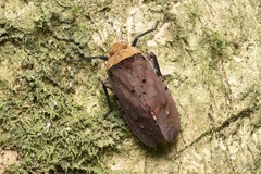 Penthicodes atomaria